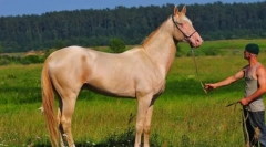 Агалтенец - мешканець пустелі